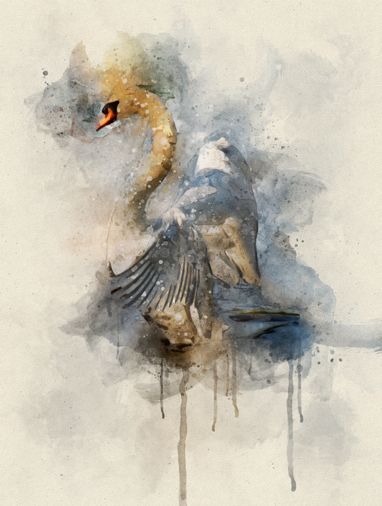 Swan On The Lake Watercolor Photography Art | 2430Studio