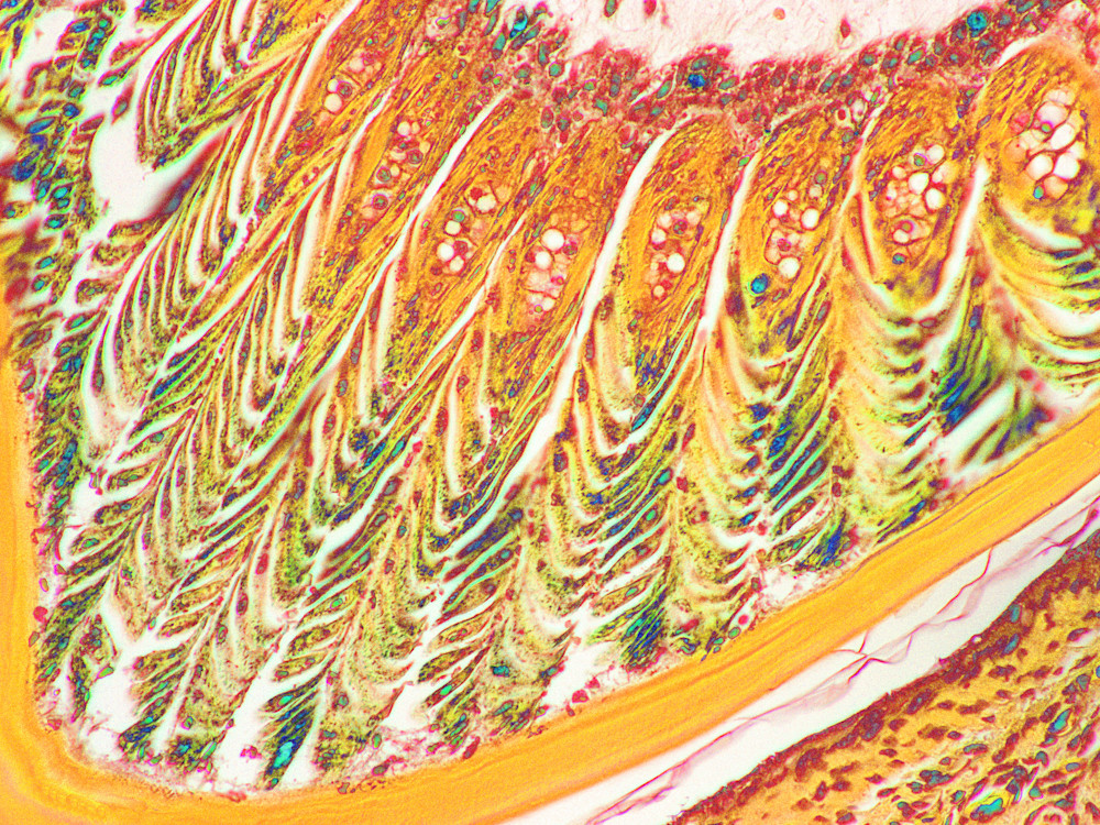Vet Artwork - Molecular follicle of a feather. 