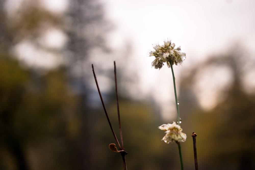 Fragile As A Flower Photography Art | Ron Olcott Photography