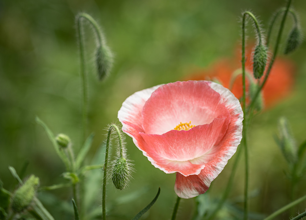 Peachy Poppy Photography Art | Paula Tremba Photographs LLC