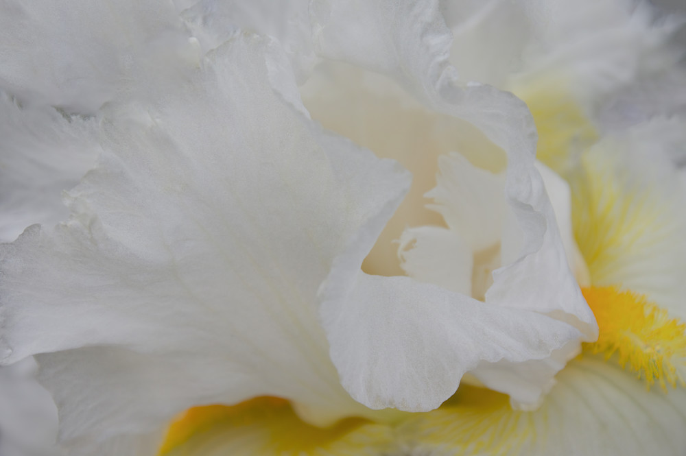 White Iris Photography Art | Kathleen Messmer Photography