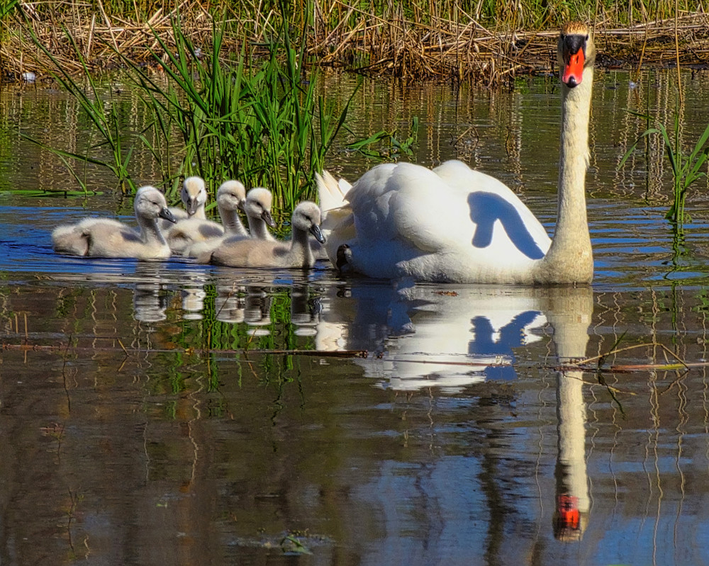 1 1 11 Mute Swan And Cygnets Photography Art | Nature Pics By Andrew