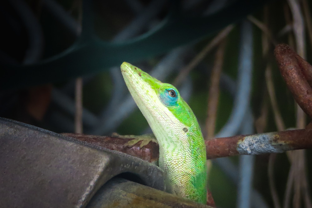 Garden Lizards, green anole with blue eyeliner | Eugene L Brill