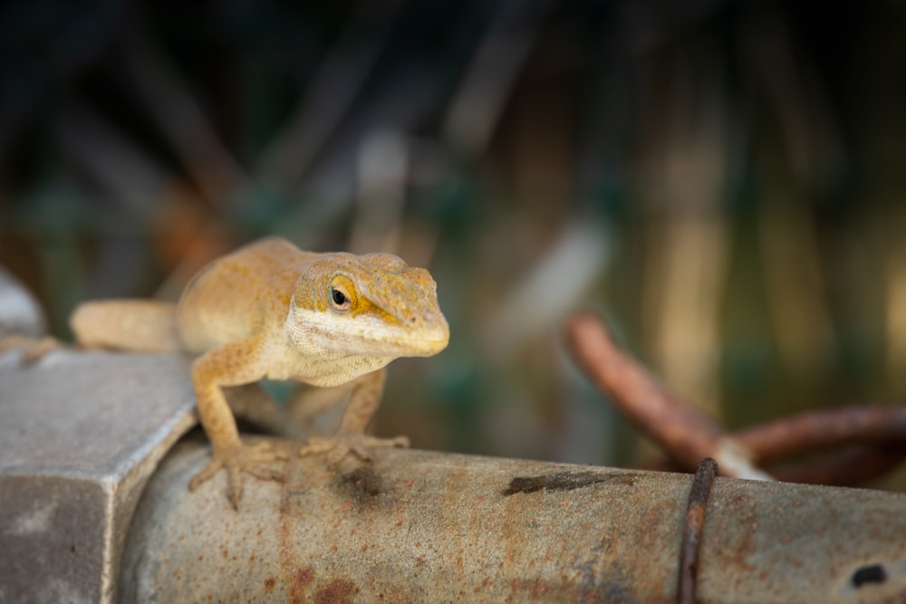 Garden Lizards, brown anole stalking prey | Eugene L Brill