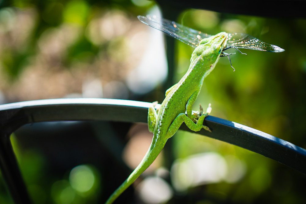 Garden Lizards, green anole snacking on a dragonfly | Eugene L Brill