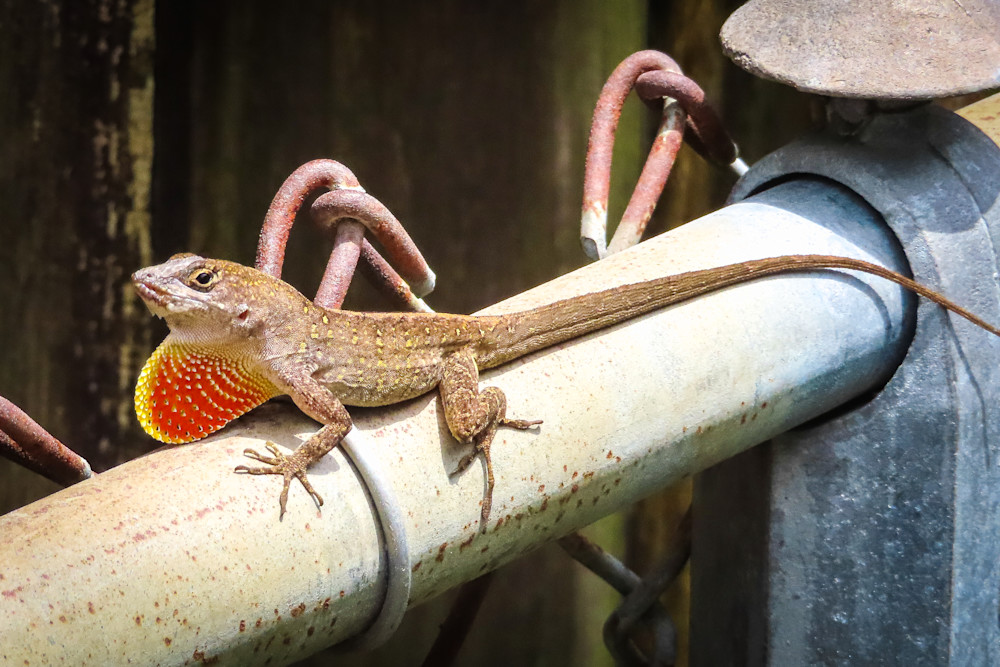 Garden Lizards, brown Cuban anole displaying his colorful dewlap | Eugene L Brill