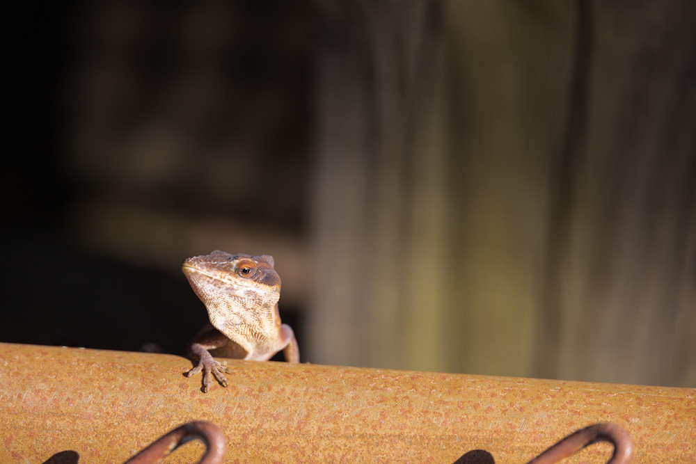 Garden Lizards, brown anole on the lookout | Eugene L Brill