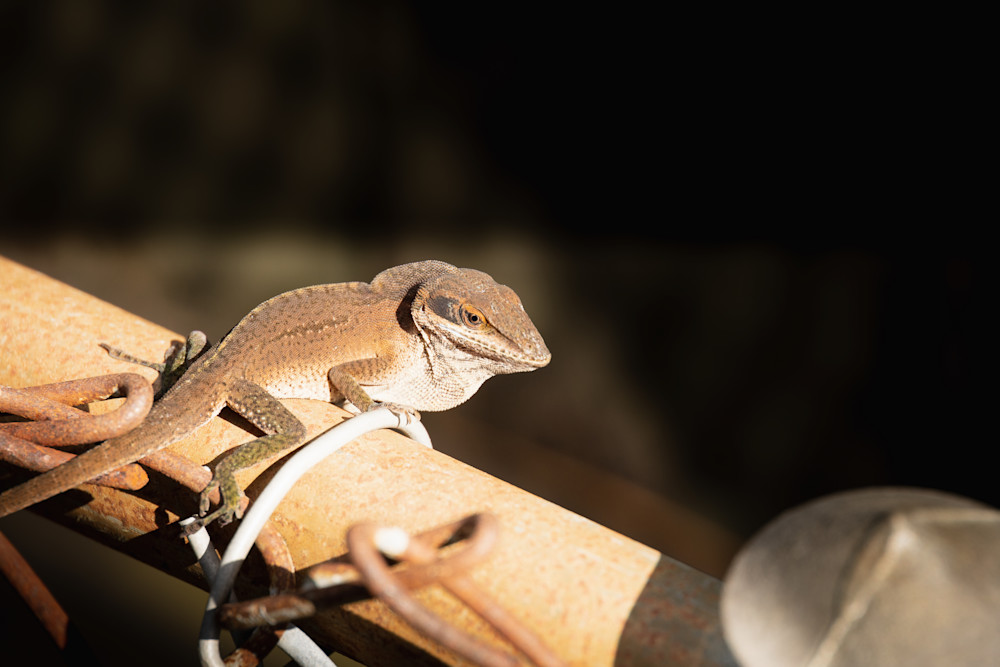 Garden Lizards, brown Cuban anole displaying his dorsal crest | Eugene L Brill
