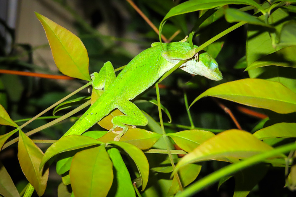 Garden Lizards, green anole sleeping | Eugene L Brill