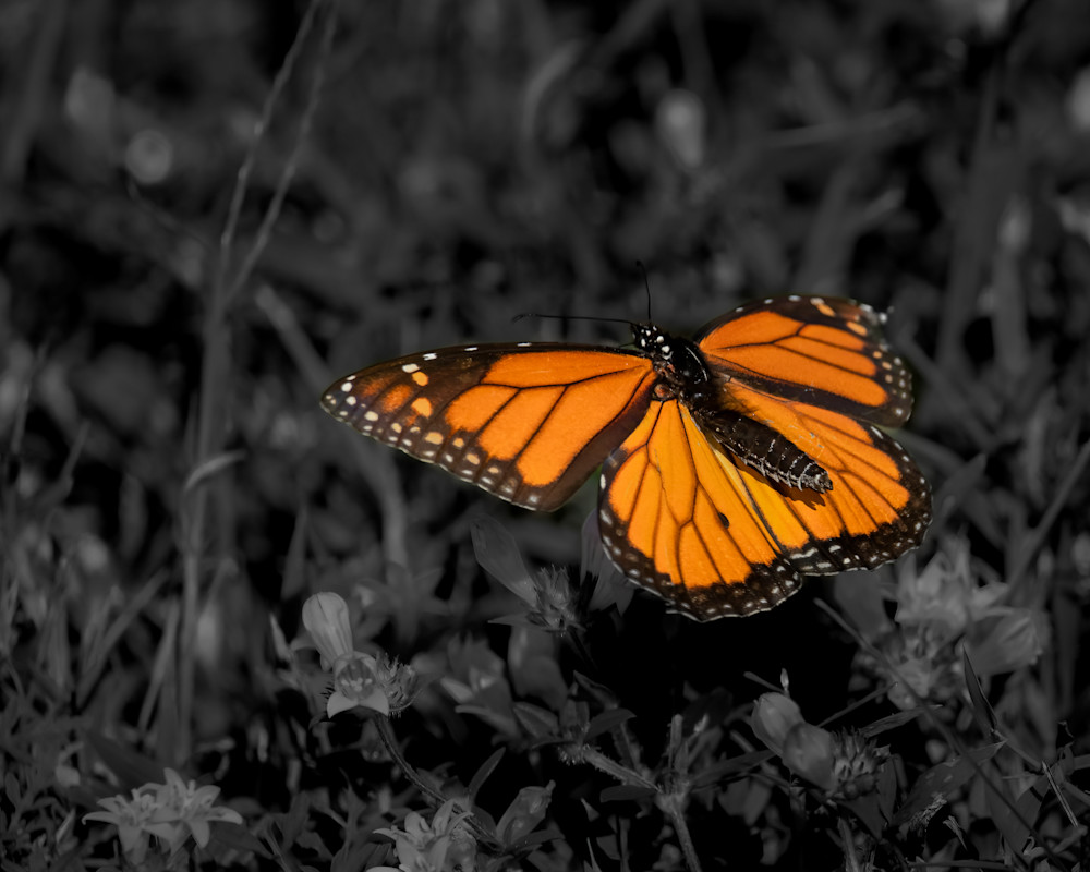 rpgphotography wildlife floating butterfly