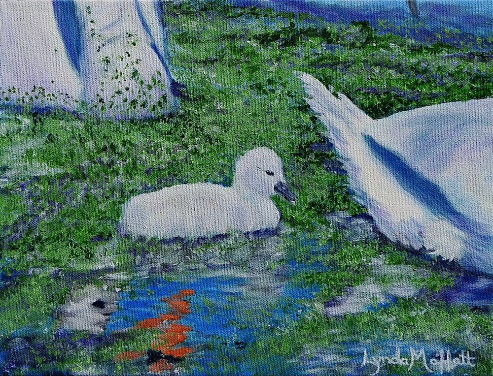 Baby Swan (Cygnet) Art | Lynda Moffatt Fine Arts