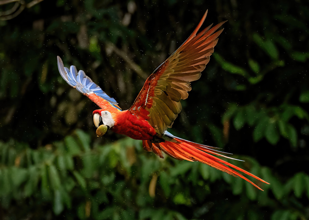 Scarlet Macaw Sharpen Ai Motion Photography Art | Fly Fishing Portraits