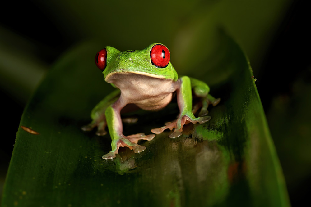 Green Frog Close Up On Leaf 1 Photography Art | Fly Fishing Portraits