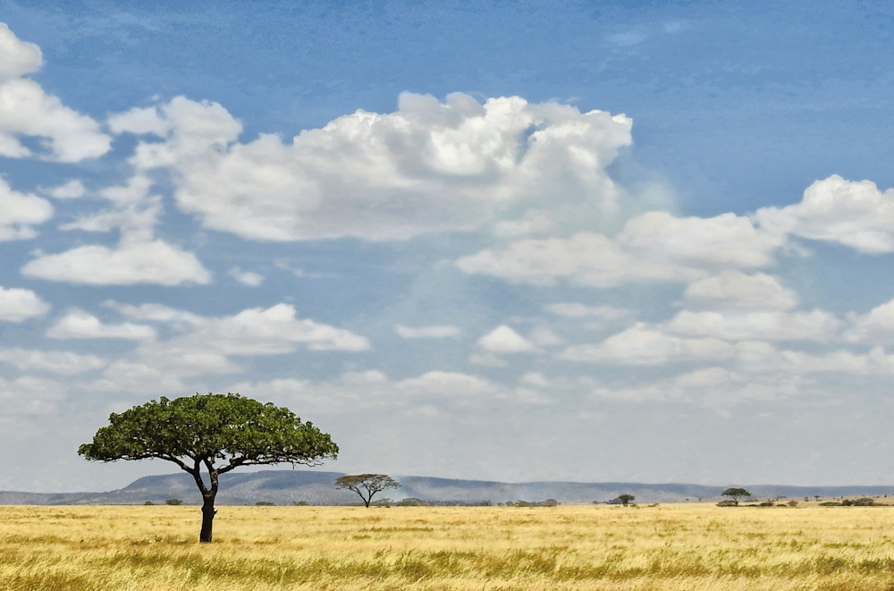 Open fields of Africa