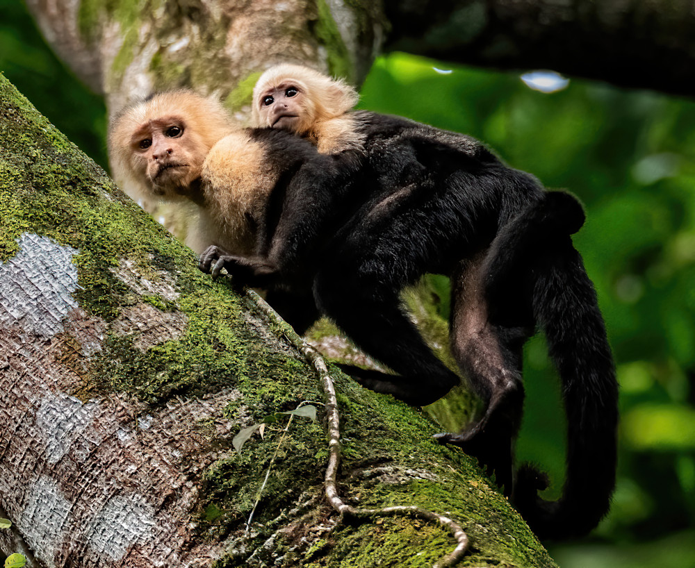 Monkey With Baby Photography Art | Fly Fishing Portraits