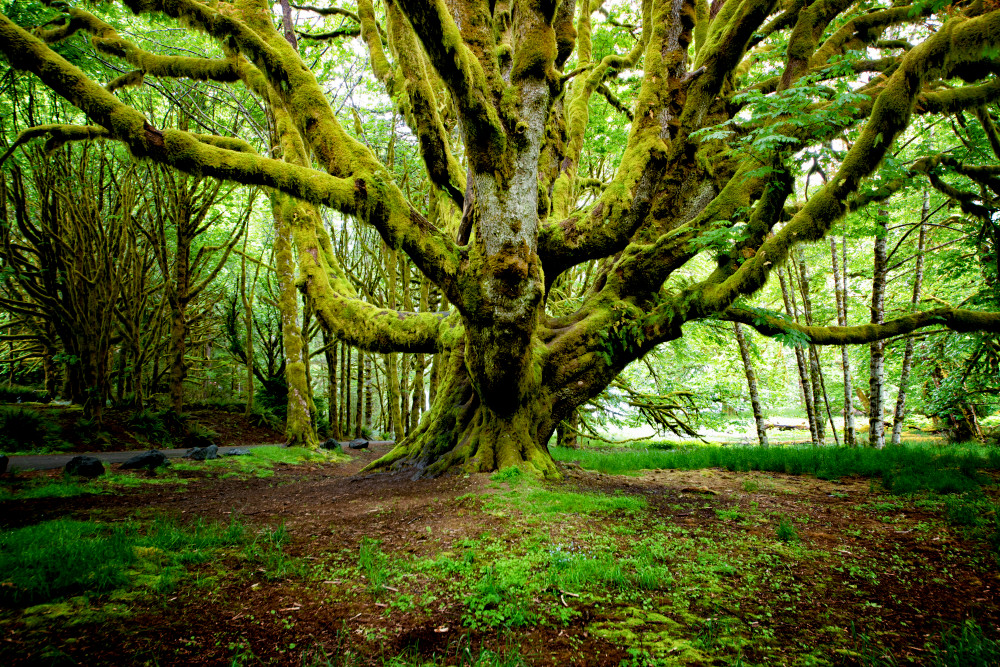 The Family Tree Photography Art | Greg Daily Photography
