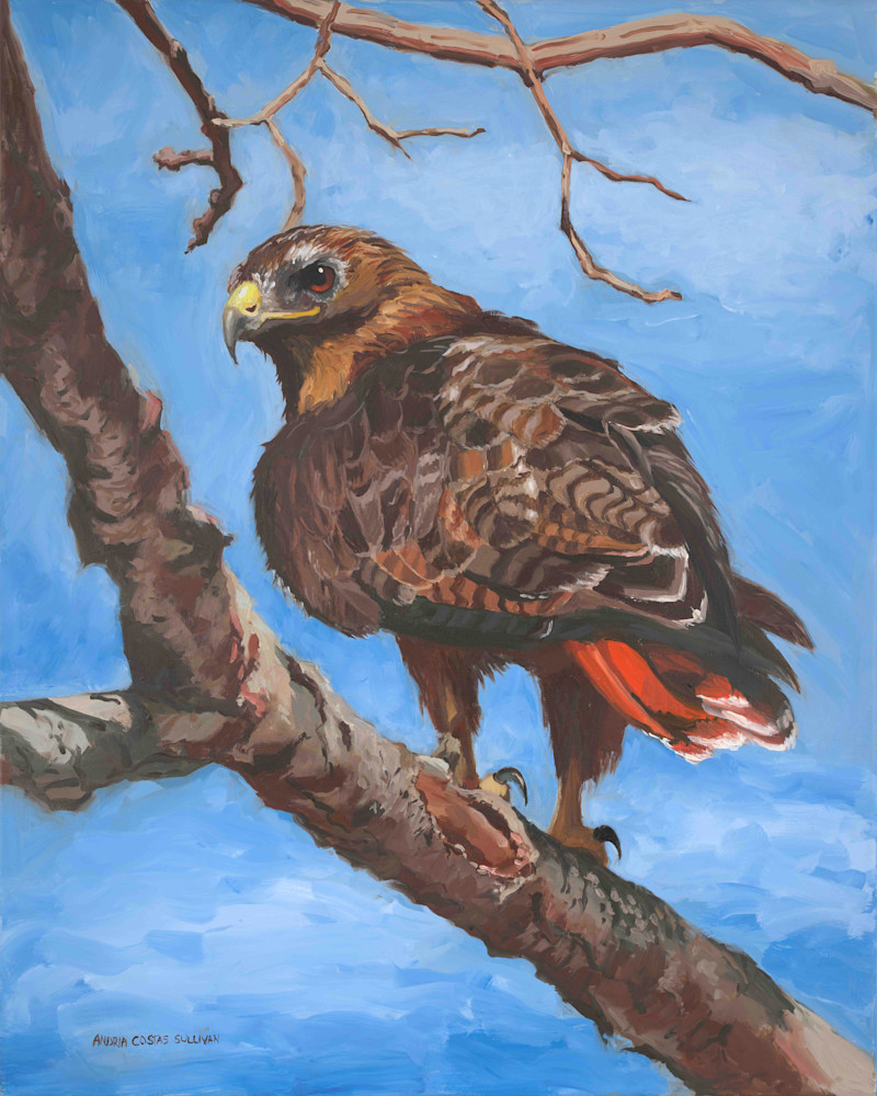 Redtail Hawk  Art | Andria Sullivan Artworks