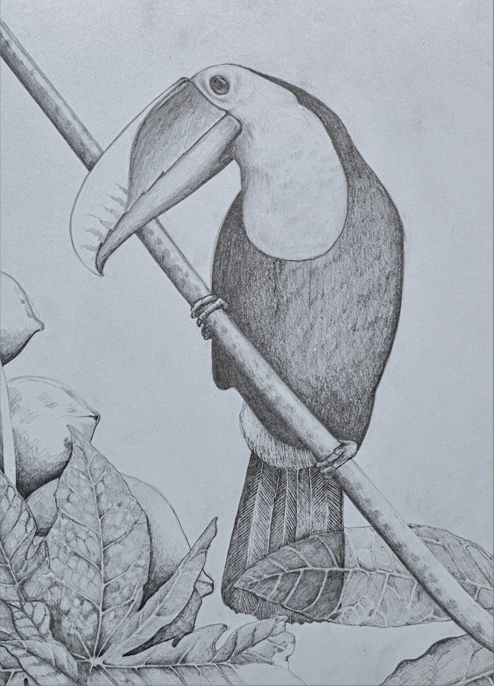 Toucan Sketch Original Print For Book Photography Art | Fly Fishing Portraits