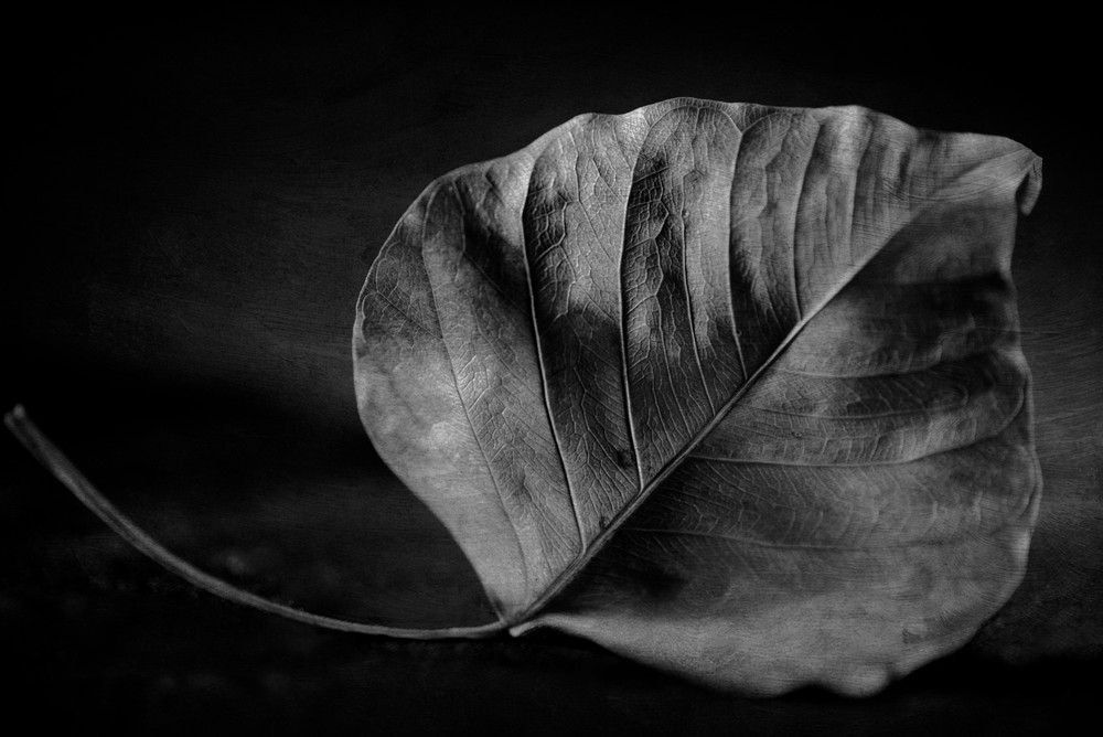 Leaf Study No.1 Photography Art | Lori Ballard Photography
