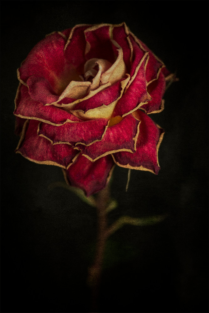 Withered Red Rose Photography Art | Lori Ballard Photography