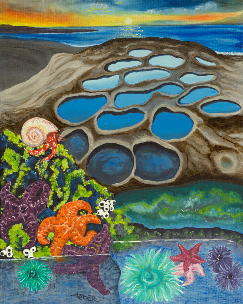 Best Of Tide Pools Art | Aster's Art