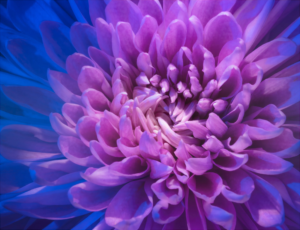 Purple And Blue Explosion Photography Art | BPB Photography