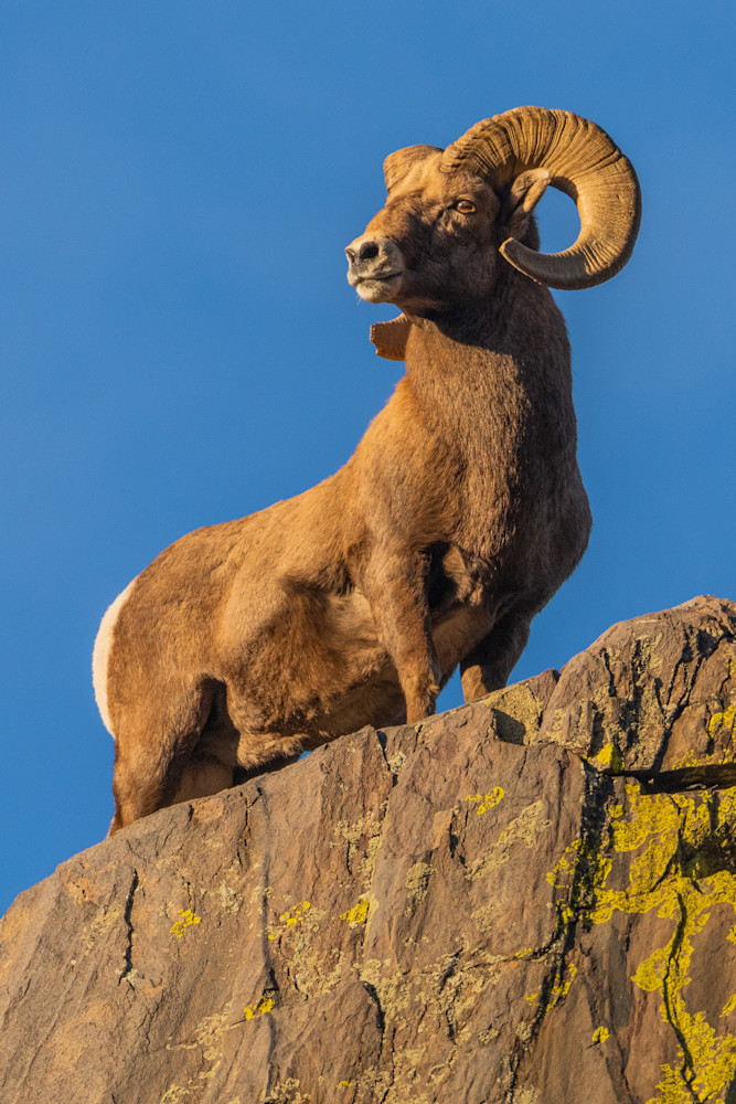 Bighorn Sheep Portrait Photography Art | Monteux Gallery