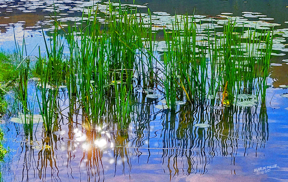 Reed Reflections Art | lemonstreetstudio