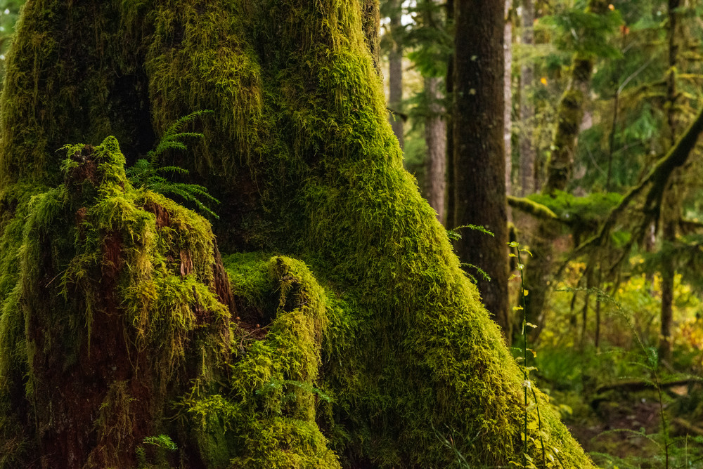 Singing Moss Photography Art | Call of the Mountains Photography