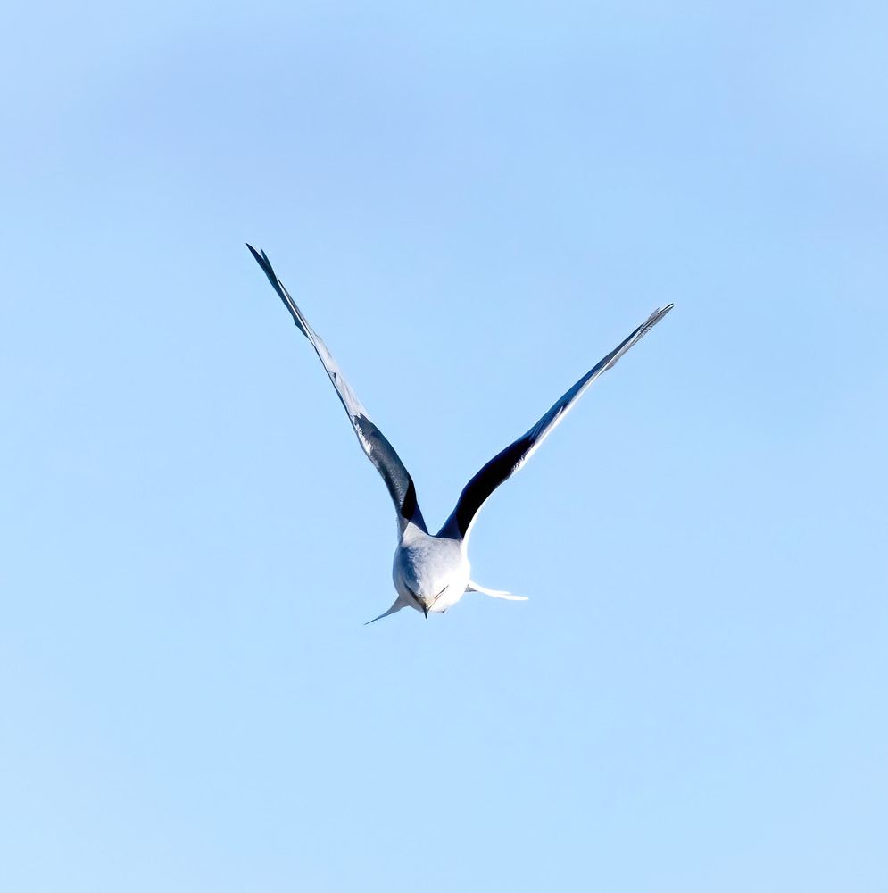 Black Winged Kite Art | Fab Art Gallery