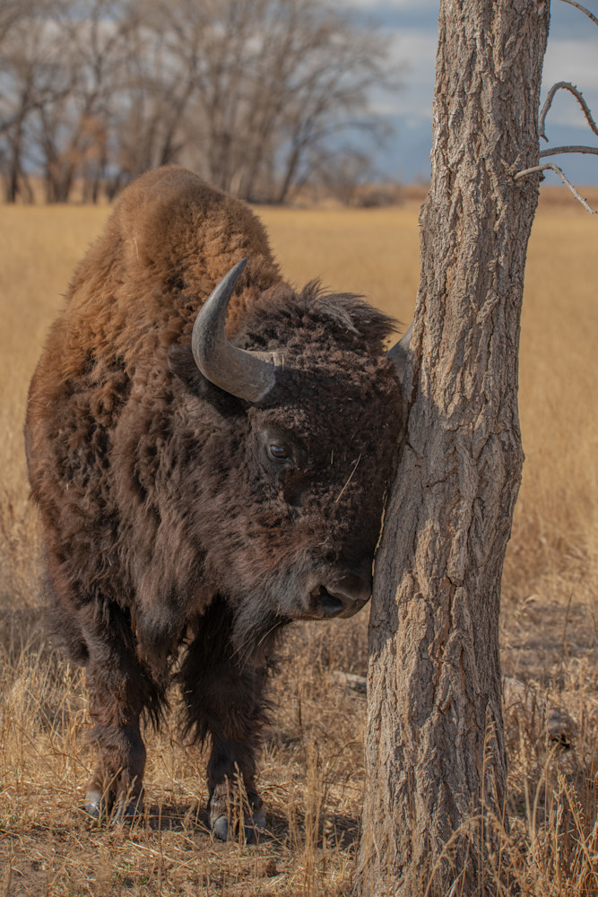 Bison Photography Art | Monteux Gallery