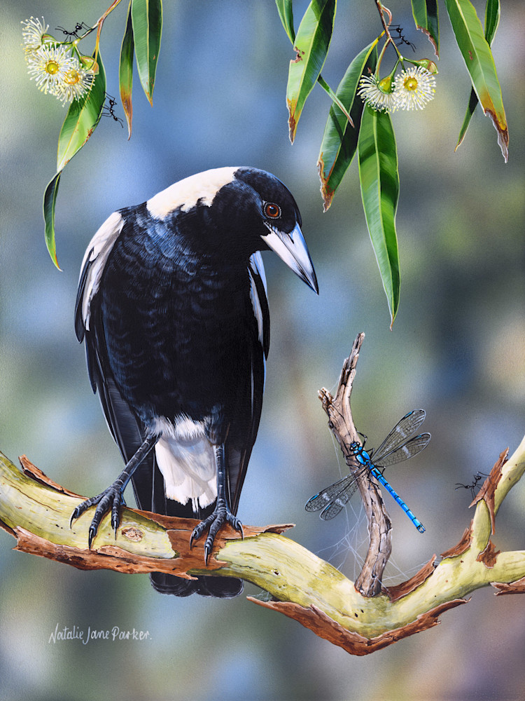 Australian Magpie (Gymnorhina tibicen) & Whitewater Rockmaster (damselfly) (Diphlebia lestoides) Australian Wildlife Art by Natalie Jane Parker