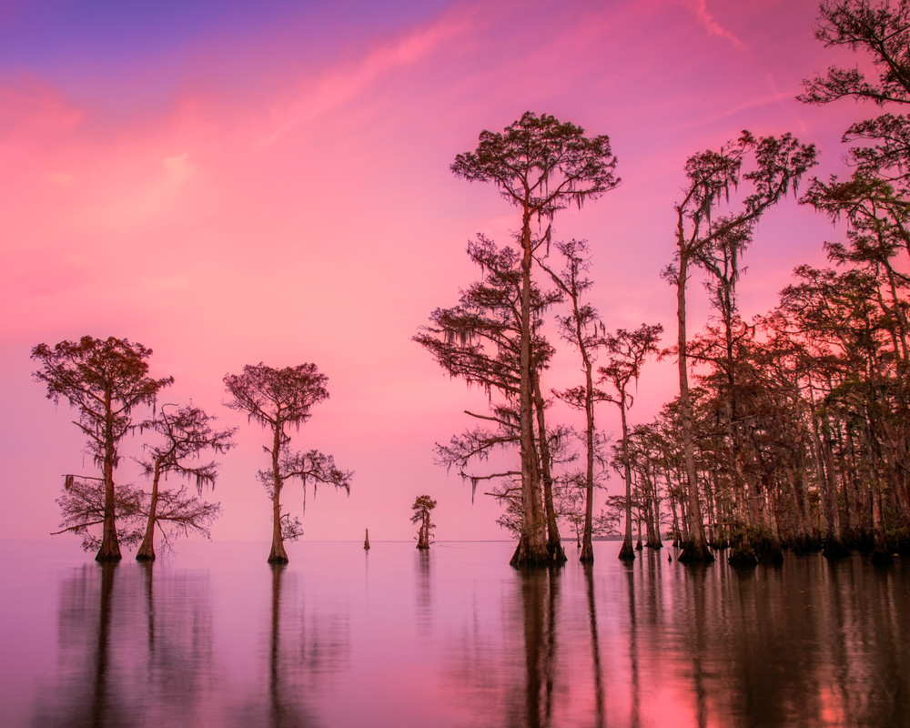 Moody Maurepas - Louisiana swamp fine-art photography prints