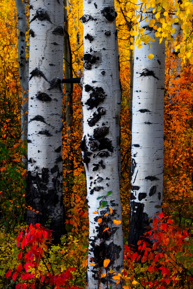 Tree Calendar Photography Art | Ken Smith Gallery