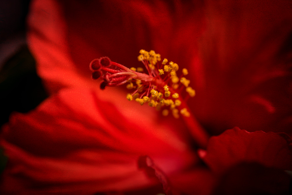 Red Hibiscus No.1 Photography Art | Lori Ballard Photography