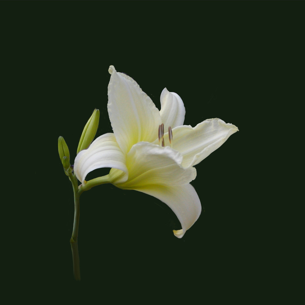 Ornament  White Lily   Oqp 166 700 Art | Drawn To Nature