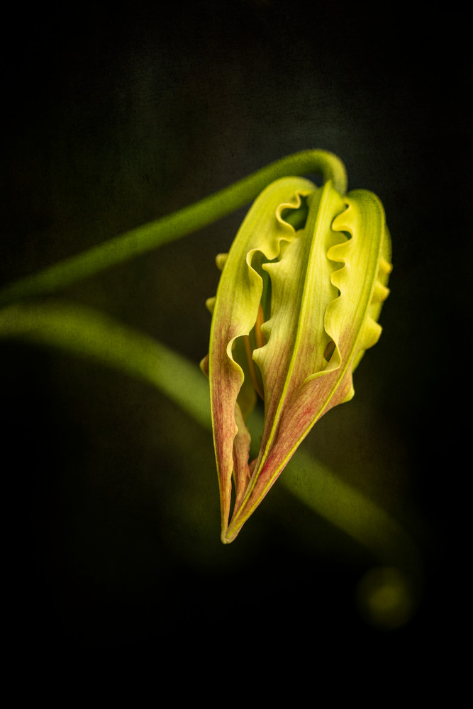 New Gloriosa Photography Art | Lori Ballard Photography