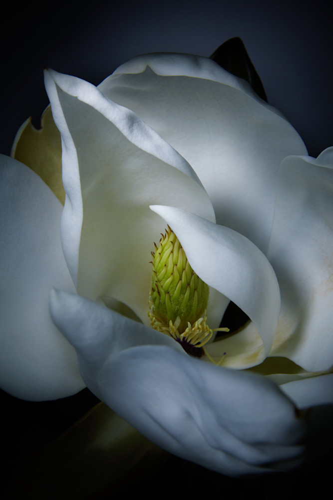 Magnolia Photography Art | Ralph Palumbo