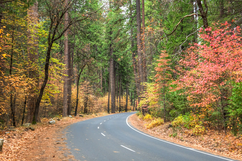 Yosemite Road In Autumn Art | Terrie Gray Photography LLC