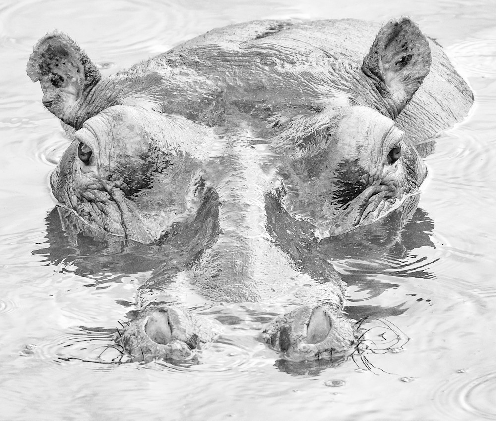 Black and White Print of a Hippopotamus