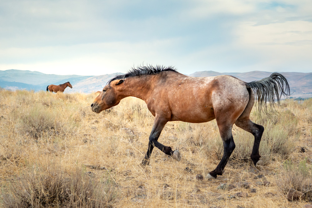 Fighting Mad Appaloosa Photography Art | Terrie Gray Photography