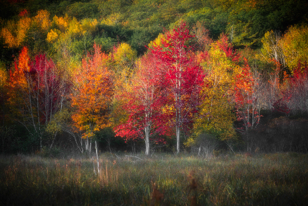 Acadia Fall Color Art | Taylor Photography