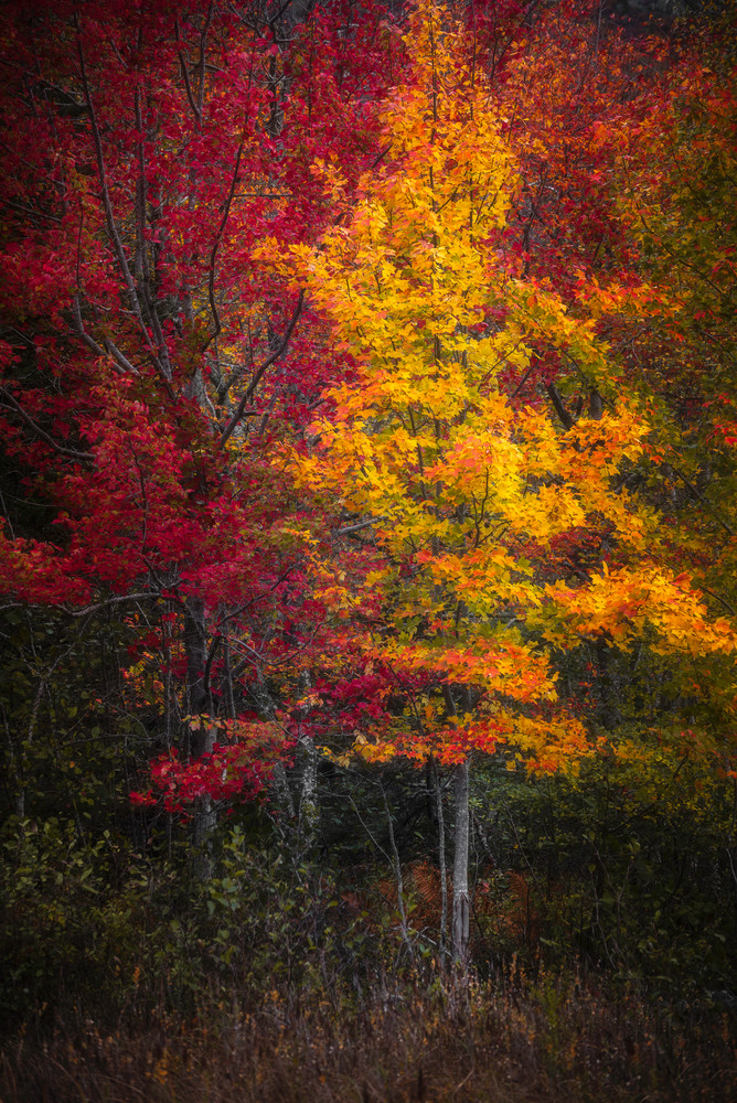 Fall Color At Schooner Head Marsh Art | Taylor Photography