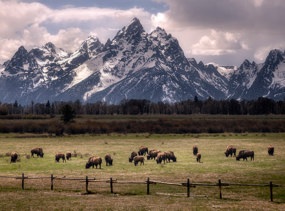 Bison And The Tetons Art | Taylor Photography