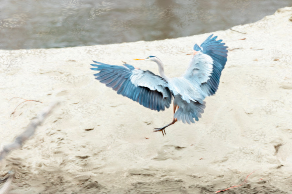 Great Blue Heron | Terrill Bodner Photographic Art