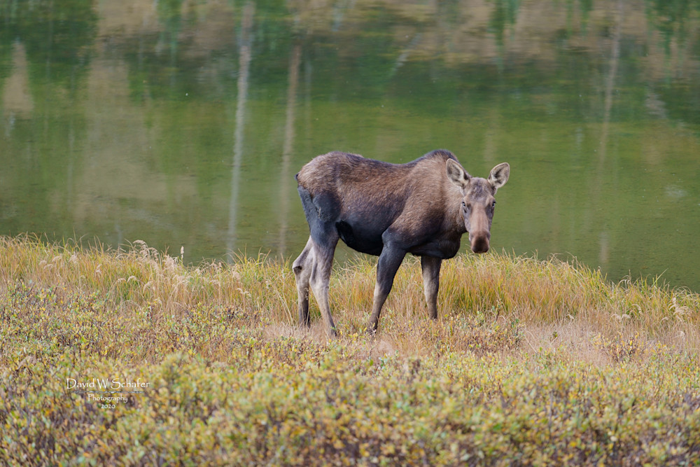 Solitary Cow Moose Photography Art | David W Schafer