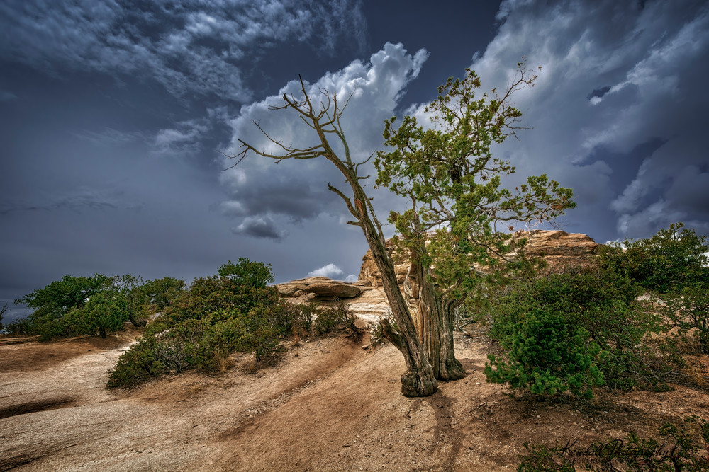 The Dreaming Tree   Arizona Photography Art | Kendall Photography & Fine Art