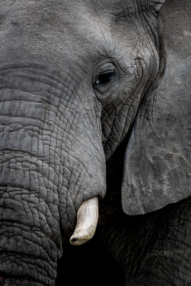 Elephant 8 M Photography Art | Mark Nissenbaum Photography