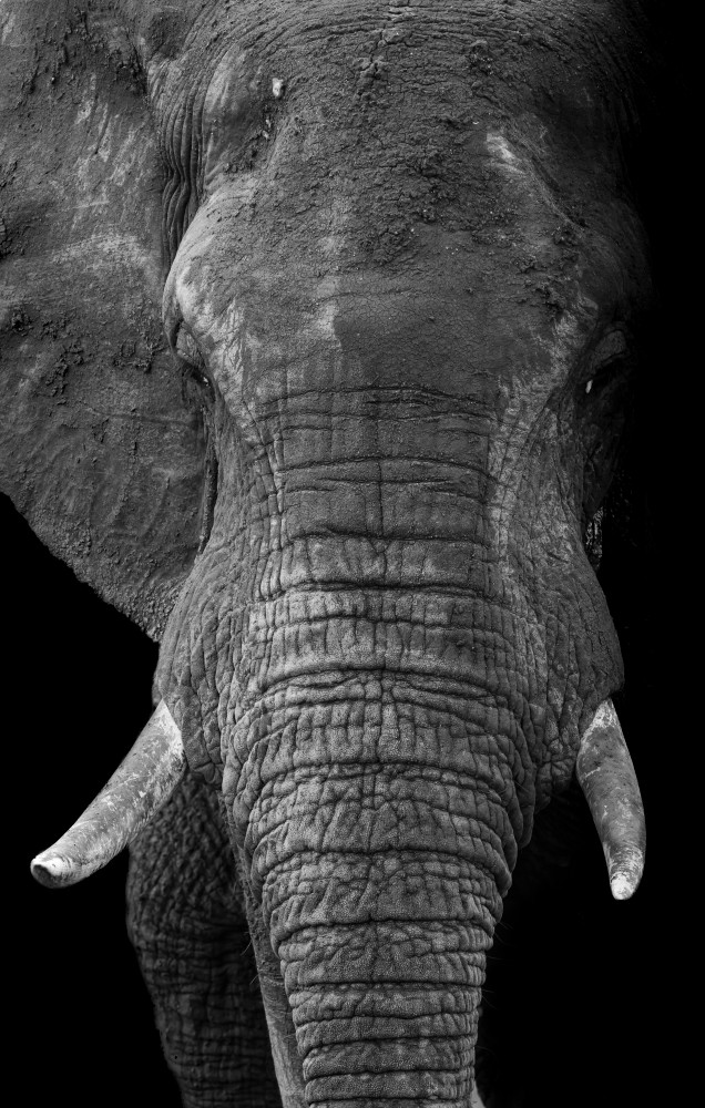 Elephant 10 M Photography Art | Mark Nissenbaum Photography