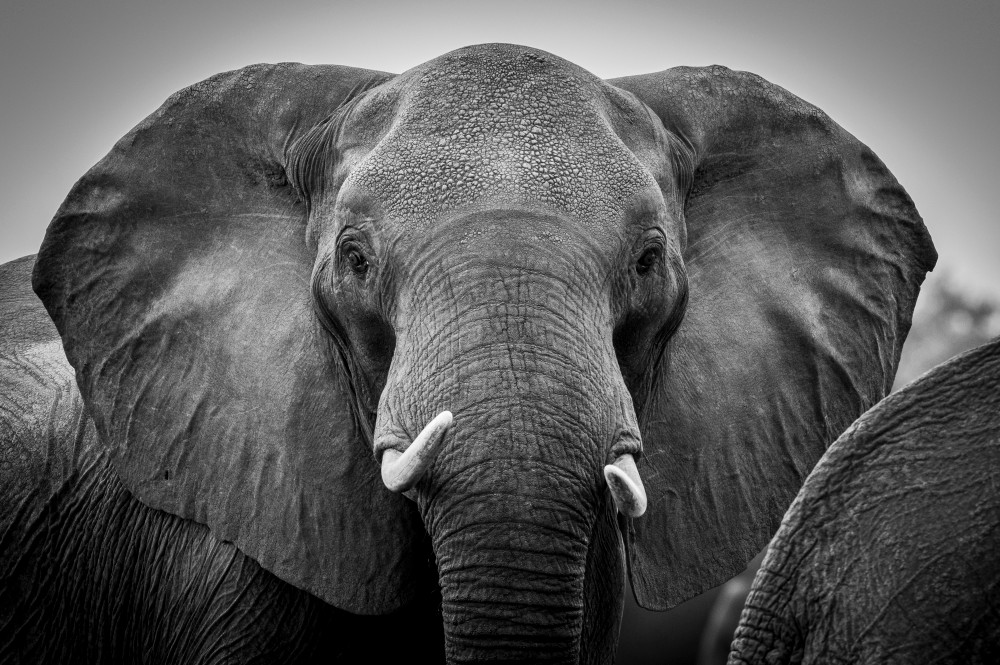 Elephant 9 M  Photography Art | Mark Nissenbaum Photography